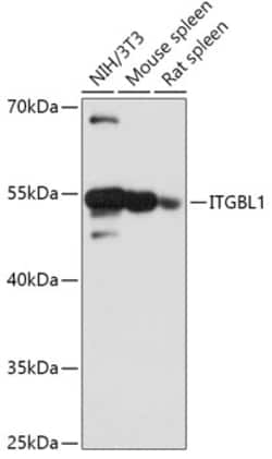 Invitrogen ITGBL1 Polyclonal Antibody 100 μL; Unconjugated:Antibodies,