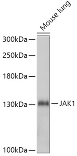 Invitrogen JAK1 Polyclonal Antibody 100 μL; Unconjugated:Antibodies,