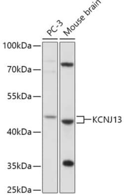 Invitrogen Kir7.1 Polyclonal Antibody 100 &mu;L; Unconjugated:Antibodies,