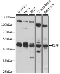 KLF8 Polyclonal Antibody:Antibodies, Polyclonal