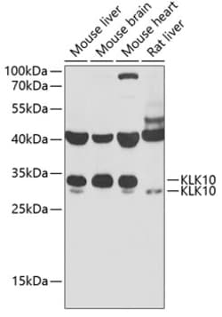 Invitrogen Kallikrein 10 Polyclonal Antibody 100 &mu;L; Unconjugated:Antibodies,