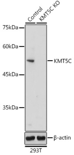 Invitrogen SUV420H2 Polyclonal Antibody 100 &mu;L; Unconjugated:Antibodies,