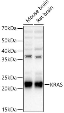 Invitrogen K-Ras Polyclonal Antibody 100 &mu;L; Unconjugated:Antibodies,