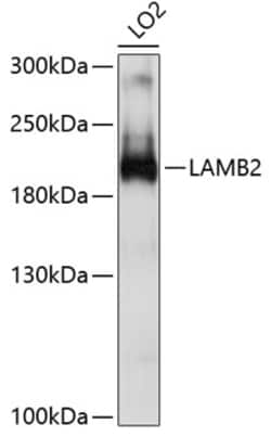 Invitrogen LAMB2 Polyclonal Antibody 100 μL; Unconjugated:Antibodies,
