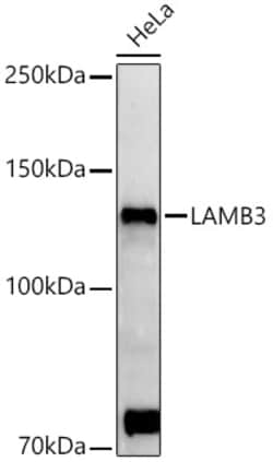 Invitrogen LAMB3 Polyclonal Antibody 100 μL; Unconjugated:Antibodies,