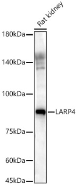 Invitrogen LARP4 Polyclonal Antibody 100 &mu;L; Unconjugated:Antibodies,