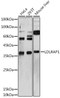 Invitrogen LDLRAP1 Polyclonal Antibody 100 &mu;L; Unconjugated:Antibodies,