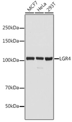 Invitrogen LGR4 Polyclonal Antibody 100 &mu;L; Unconjugated:Antibodies,