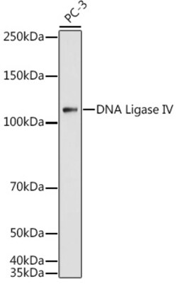 Invitrogen LIG4 Polyclonal Antibody 100 μL; Unconjugated:Antibodies,