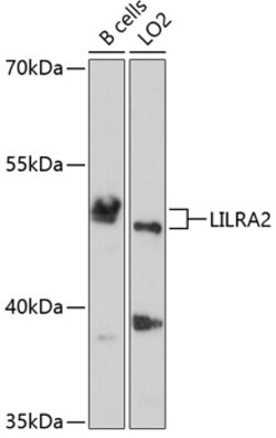 Invitrogen LILRA2 Polyclonal Antibody 100 &mu;L; Unconjugated:Antibodies,