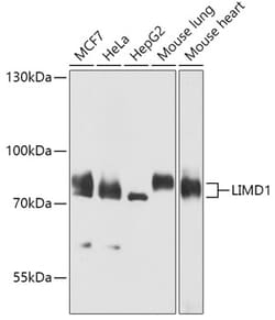 Invitrogen LIMD1 Polyclonal Antibody 100 &mu;L; Unconjugated:Antibodies,