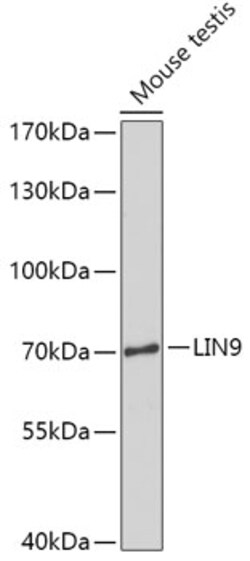 Invitrogen LIN9 Polyclonal Antibody 100 &mu;L; Unconjugated:Antibodies,