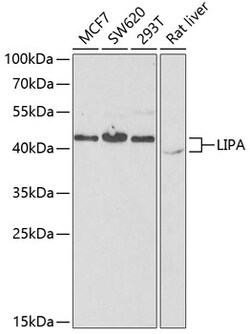 Invitrogen LIPA Polyclonal Antibody 100 &mu;L; Unconjugated:Antibodies,