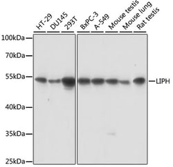Invitrogen LIPH Polyclonal Antibody 100 &mu;L; Unconjugated:Antibodies,