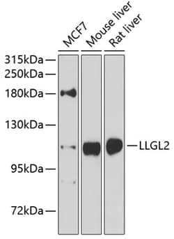 Invitrogen LLGL2 Polyclonal Antibody 100 &mu;L; Unconjugated:Antibodies,