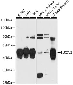 Invitrogen LUC7L2 Polyclonal Antibody 100 &mu;L; Unconjugated:Antibodies,