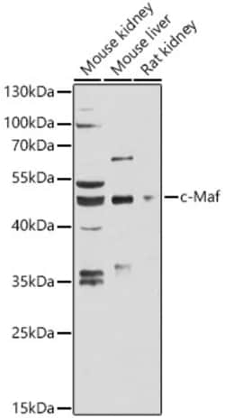 Invitrogen MAF Polyclonal Antibody 100 μL; Unconjugated:Antibodies,