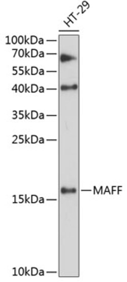 Invitrogen MAFF Polyclonal Antibody 100 &mu;L; Unconjugated:Antibodies,