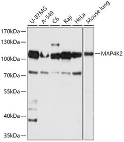 Invitrogen MAP4K2 Polyclonal Antibody 100 &mu;L; Unconjugated:Antibodies,
