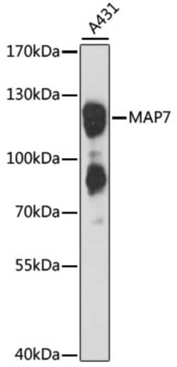 Invitrogen MAP7 Polyclonal Antibody 100 &mu;L; Unconjugated:Antibodies,