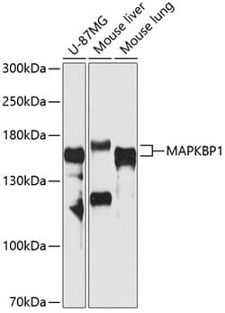 Invitrogen MAPKBP1 Polyclonal Antibody 100 μL; Unconjugated:Antibodies,