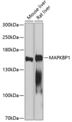 Invitrogen MAPKBP1 Polyclonal Antibody 100 μL; Unconjugated:Antibodies,