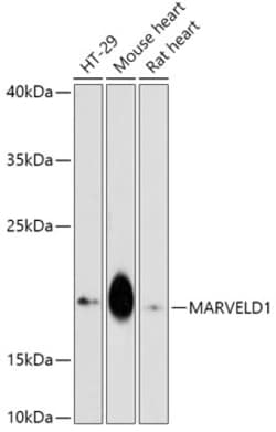Invitrogen MARVELD1 Polyclonal Antibody 100 &mu;L; Unconjugated:Antibodies,