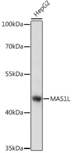 Invitrogen MAS1L Polyclonal Antibody 100 &mu;L; Unconjugated:Antibodies,