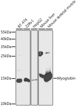 Invitrogen Myoglobin Polyclonal Antibody 100 &mu;L; Unconjugated:Antibodies,