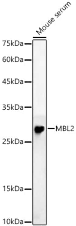 Invitrogen MBL2 Polyclonal Antibody 100 μL; Unconjugated:Antibodies,