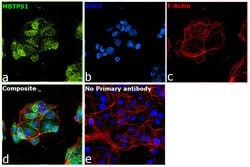 Invitrogen MBTPS1 Polyclonal Antibody 100 &mu;L; Unconjugated:Antibodies,
