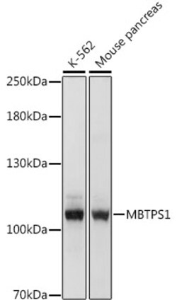 Invitrogen MBTPS1 Polyclonal Antibody 100 &mu;L; Unconjugated:Antibodies,