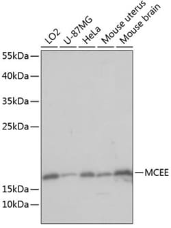 Invitrogen MCEE Polyclonal Antibody 100 &mu;L | Buy Online | Invitrogen&trade; | Fisher Scientific