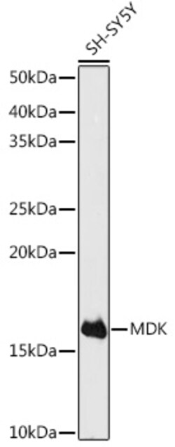 Invitrogen MDK Polyclonal Antibody 100 &mu;L; Unconjugated:Antibodies,