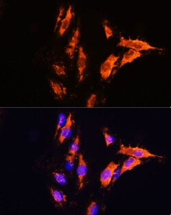 Invitrogen MFGE8 Polyclonal Antibody 100 &mu;L; Unconjugated:Antibodies,