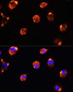 Invitrogen MFGE8 Polyclonal Antibody 100 &mu;L; Unconjugated:Antibodies,