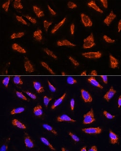 Invitrogen MFGE8 Polyclonal Antibody 100 &mu;L; Unconjugated:Antibodies,