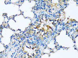 Invitrogen MFGE8 Polyclonal Antibody 100 &mu;L; Unconjugated:Antibodies,
