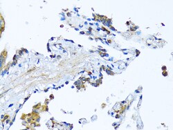 Invitrogen MFGE8 Polyclonal Antibody 100 &mu;L; Unconjugated:Antibodies,