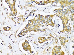 Invitrogen MFGE8 Polyclonal Antibody 100 &mu;L; Unconjugated:Antibodies,