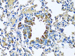 Invitrogen MFGE8 Polyclonal Antibody 100 &mu;L; Unconjugated:Antibodies,