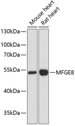 Invitrogen MFGE8 Polyclonal Antibody 100 &mu;L; Unconjugated:Antibodies,