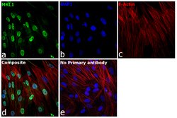 Invitrogen MKL1 Polyclonal Antibody 100 &mu;L; Unconjugated:Antibodies,