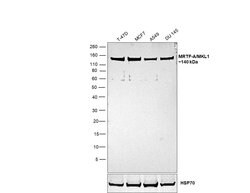 Invitrogen MKL1 Polyclonal Antibody 100 &mu;L; Unconjugated:Antibodies,