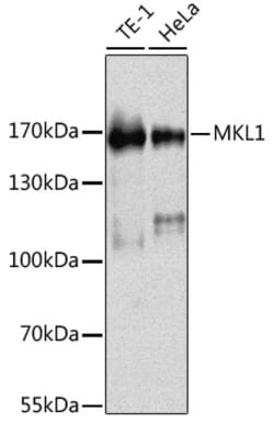 Invitrogen MKL1 Polyclonal Antibody 100 &mu;L; Unconjugated:Antibodies,