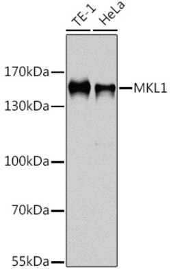 Invitrogen MKL1 Polyclonal Antibody 100 &mu;L; Unconjugated:Antibodies,