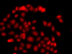 Invitrogen MLF1 Polyclonal Antibody 100 μL; Unconjugated:Antibodies,