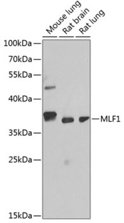 Invitrogen MLF1 Polyclonal Antibody 100 μL; Unconjugated:Antibodies,