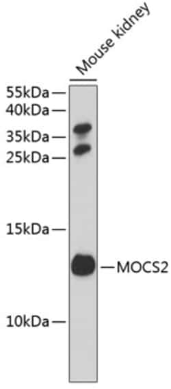 Invitrogen MOCS2 Polyclonal Antibody 100 &mu;L; Unconjugated:Antibodies,