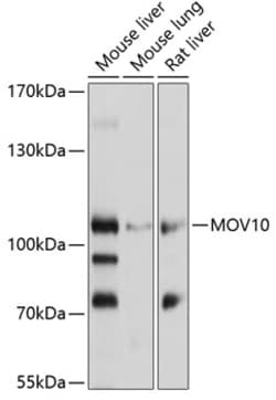 Invitrogen MOV10 Polyclonal Antibody 100 &mu;L; Unconjugated:Antibodies,